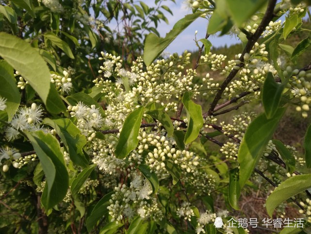 白檀树木材可做檀香木,花开香味胜桂花,赏心悦目,清香