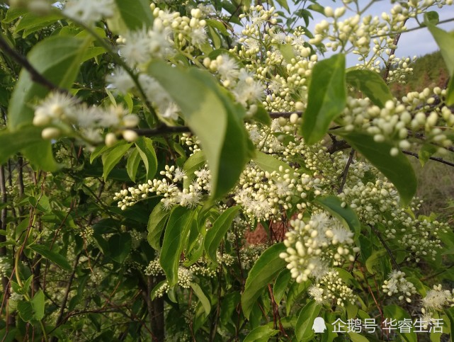 白檀树木材可做檀香木,花开香味胜桂花,赏心悦目,清香