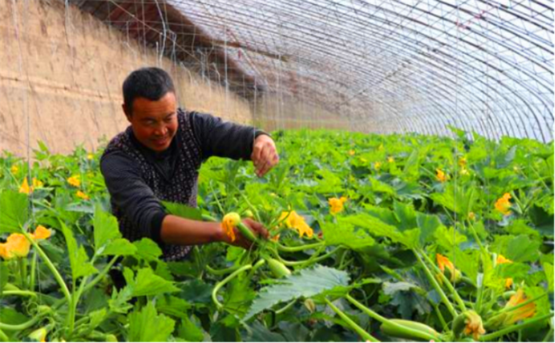 北瓜是什么种植要求有什么要知道的
