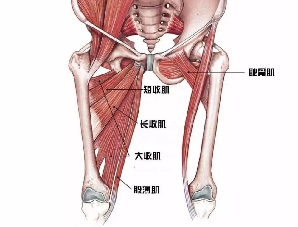 划重点,这些体式可以加强拉伸内收肌!