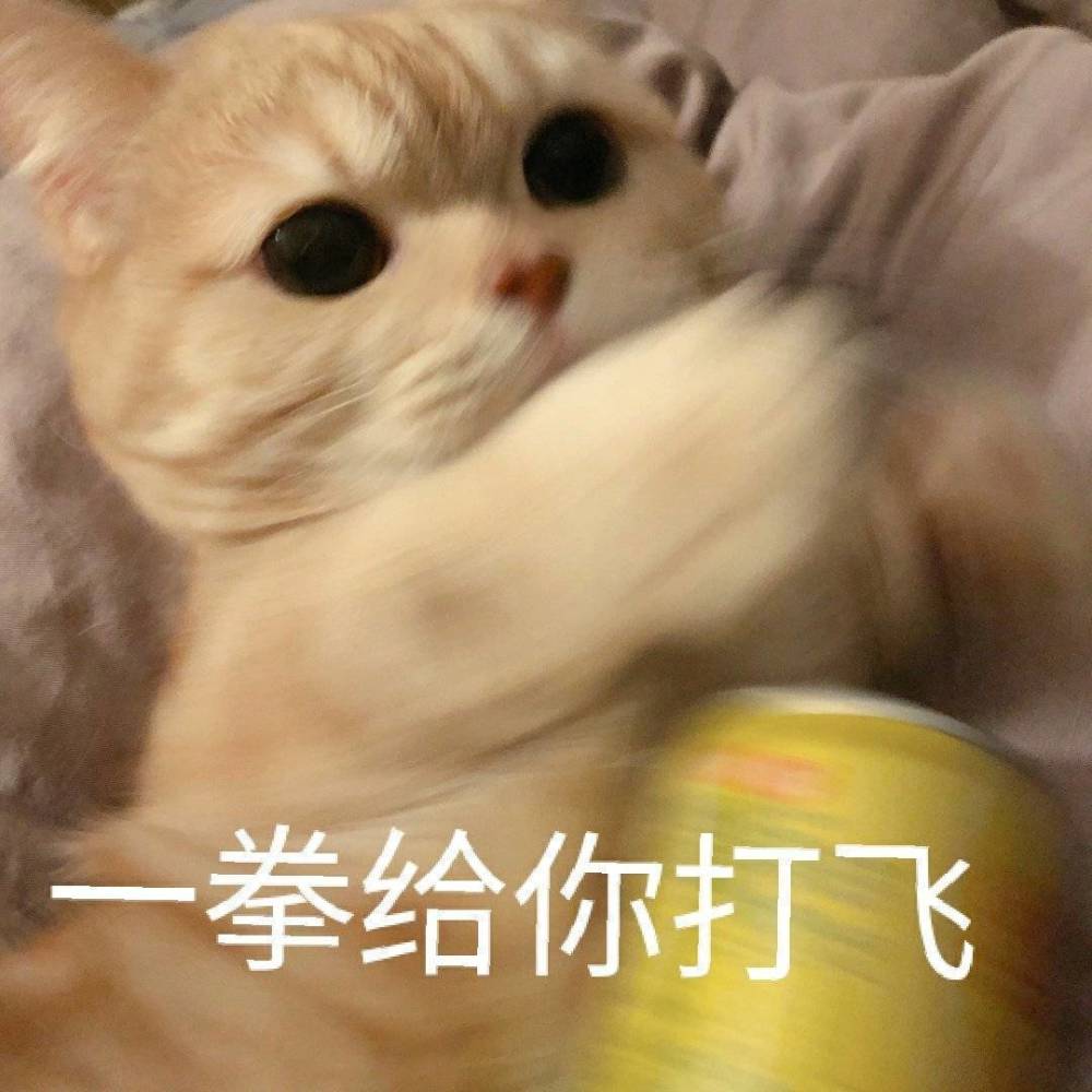 一组生气时的猫猫表情包爱了爱了