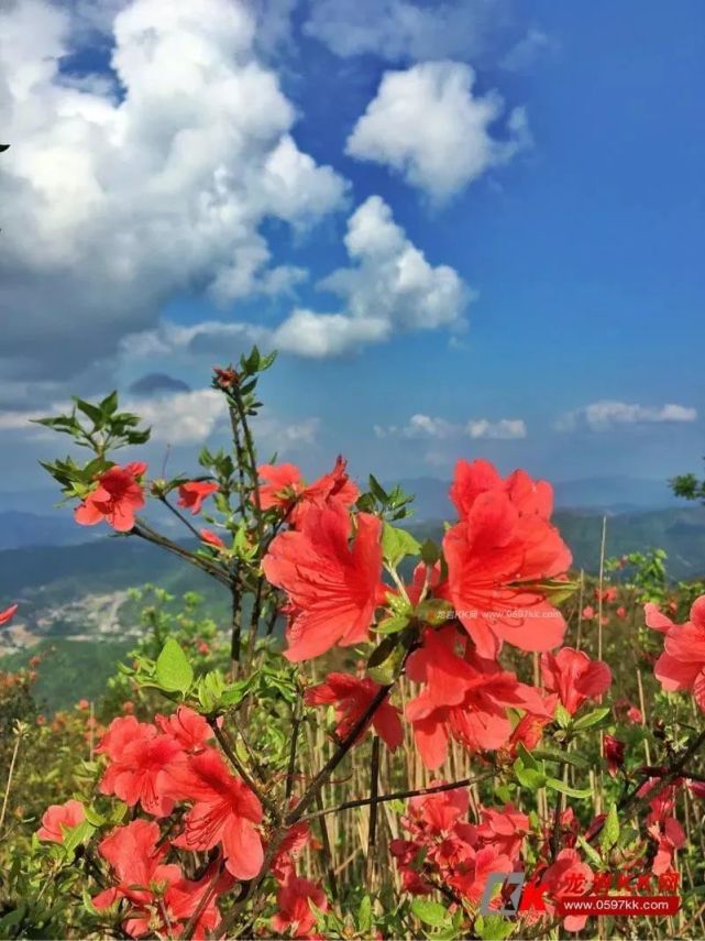 已是山花烂漫时,红尖山约你闲看云卷云舒,静观花开花落