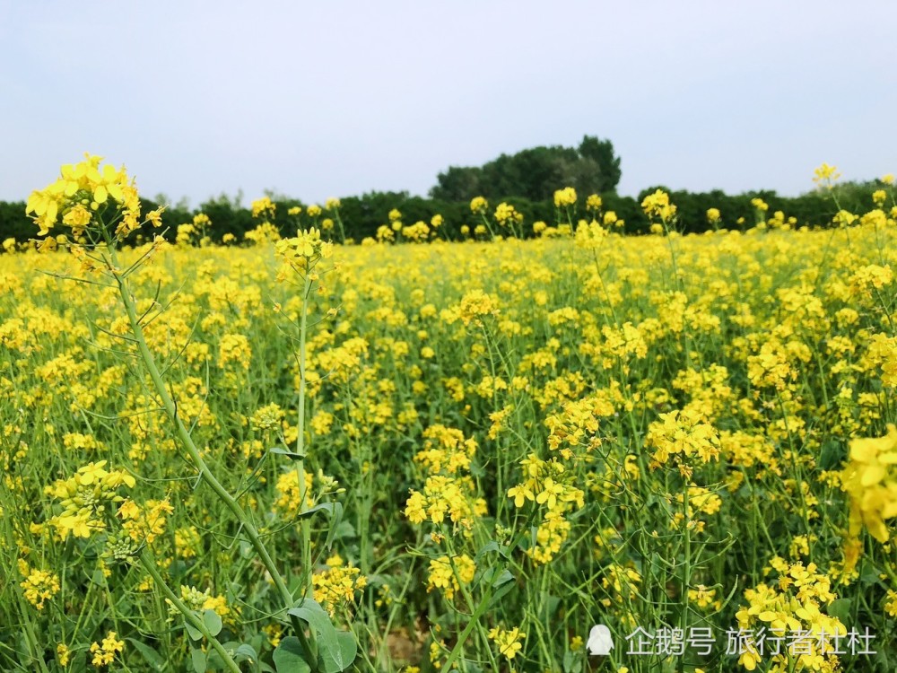 四月北京最美的风景-在对的时间和地点邂逅最美的油菜花