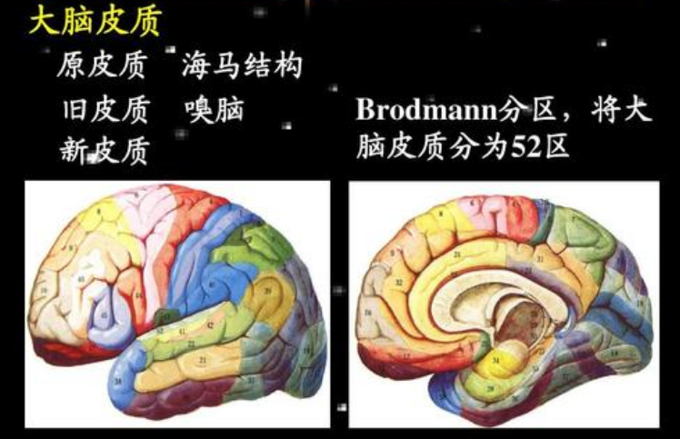 新生儿为啥总睡觉?保护大脑皮层 发育优先,喂养还得按"需"