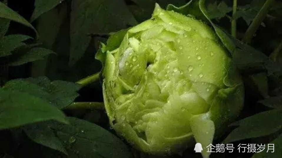 绿色的牡丹,叫做欧碧又称豆绿,宛如翡翠一般晶莹剔透,让人心生无限