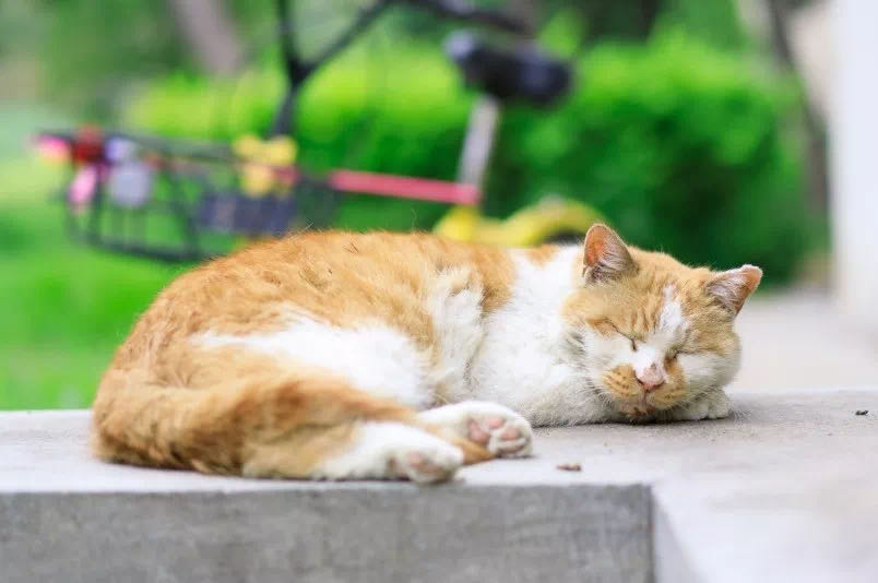 不愧是北大就连校园里的猫咪都能做成图鉴