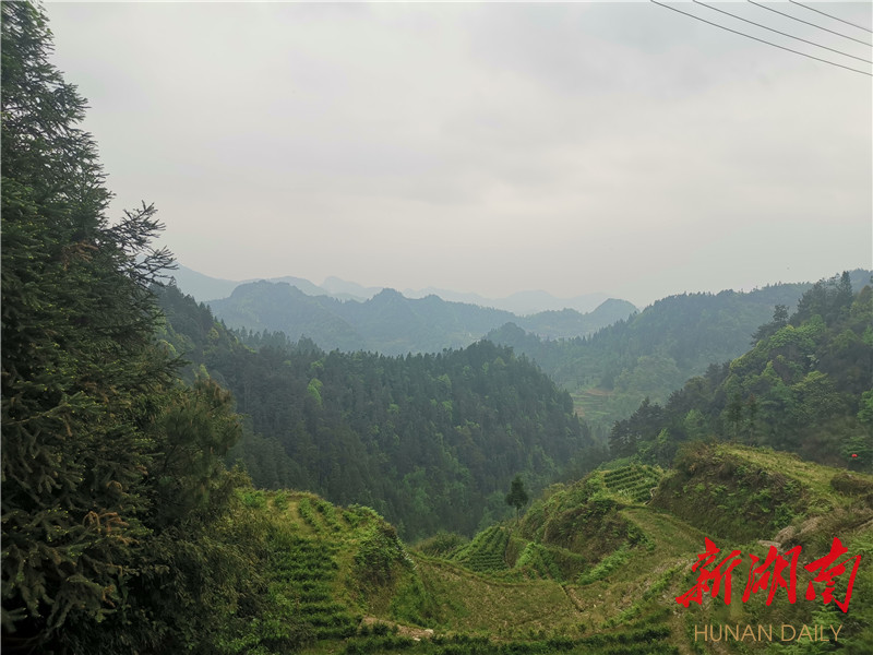 保靖县:茶岭村的"香格格"