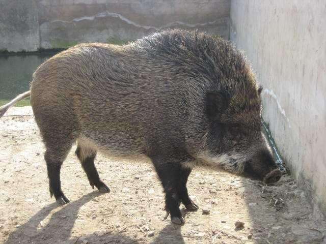 不碰母猪",意思是遇到饿狼还有可能活下来,如果遇到带着崽的母野猪,那