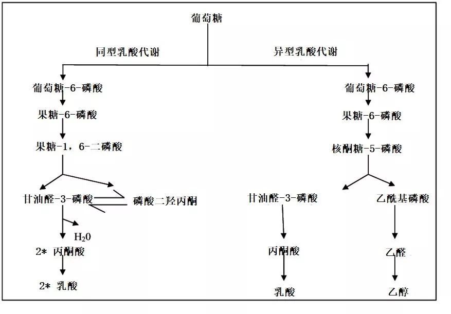 同型与异型乳酸代谢途径