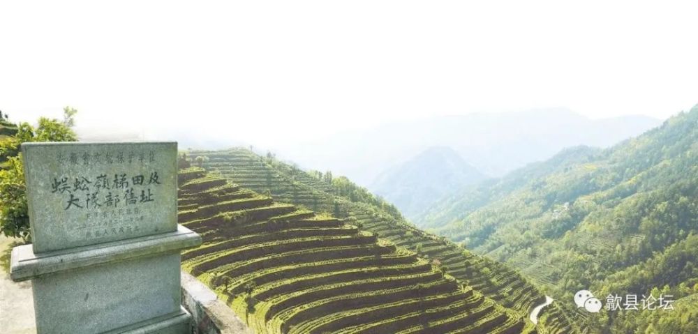 蜈蚣岭梯田 蜈蚣岭白茶是地道徽州白茶