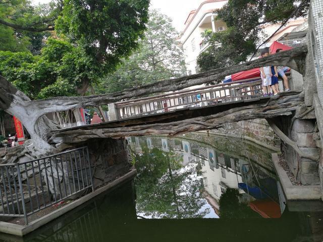 广东顺德树生桥桥就是树树就是桥
