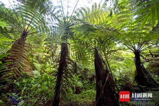 局202地质队调查发现,宜宾高县境内有恐龙时代的植物活化石——桫椤