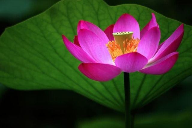 心理学:凭直觉选一朵幸运莲花,秒测你什么时候才能转运,准哭了!