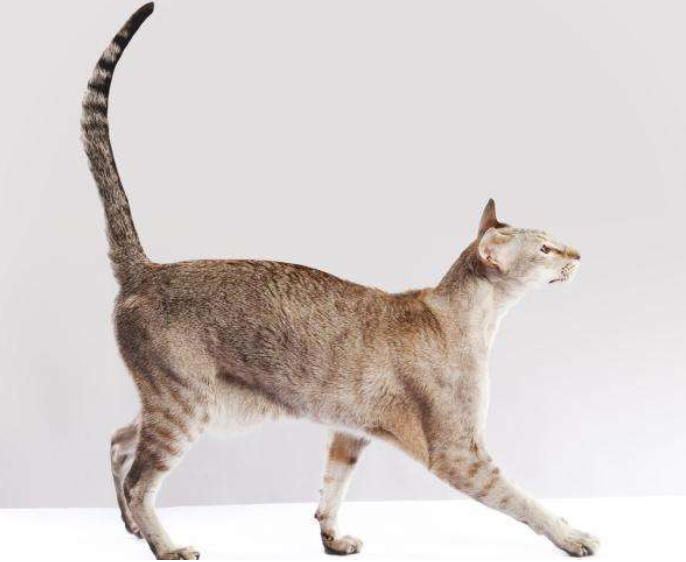 猜不透猫咪心情?那是你不了解猫,因为它早已用尾巴偷偷暗示你了