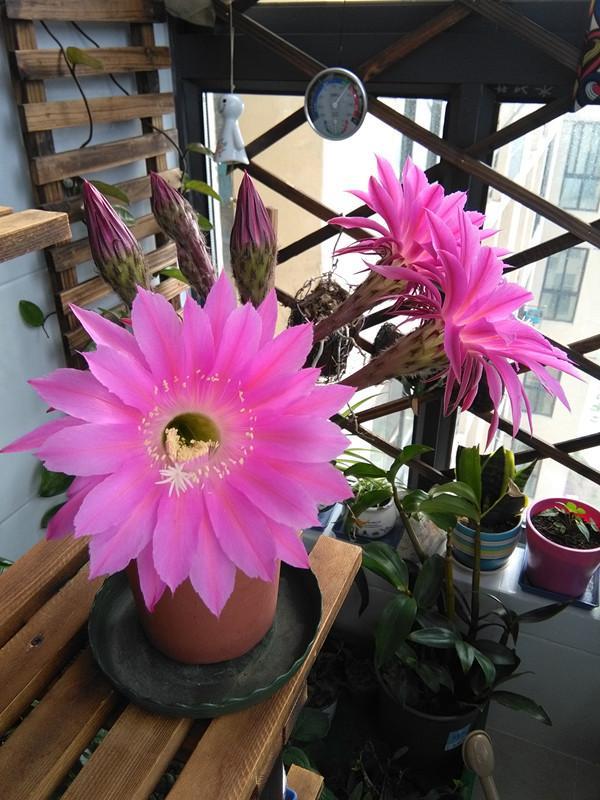 盆栽仙人球选这款,花朵超漂亮,开花勤快,养护容易,很