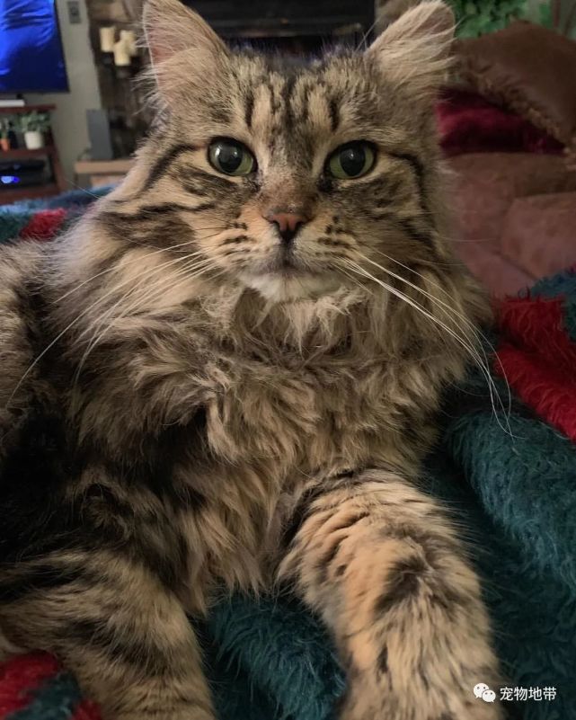 2年前,国外一女子领养了一只长毛虎斑猫,并帮它取名叫lulu.