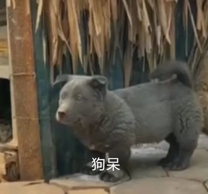 汪星人表情包 狗呆 这里难受(流泪熊猫头表情包)