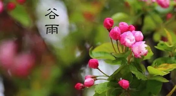 谷雨时节早安祝福的句子 谷雨问候动态图片带字大全
