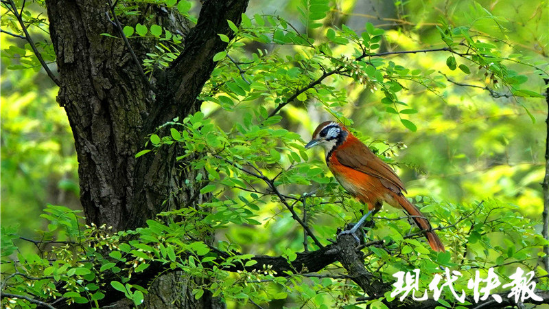 谷雨时节,去紫金山间听鸟鸣悠悠