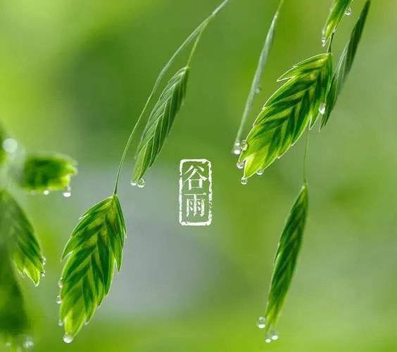 谷雨节气开心的微信祝福语大全 祝:谷雨好兆头,获得大