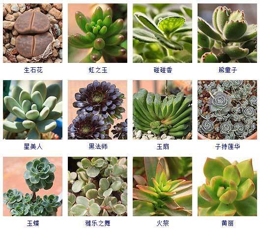 145种多肉植物品种名称及图鉴