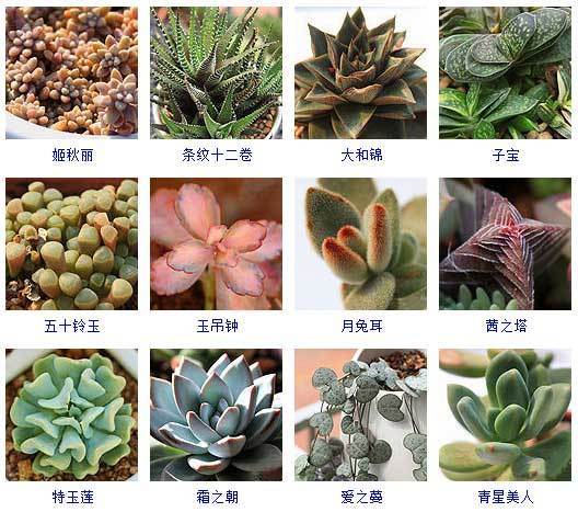 145种·多肉植物品种名称及图鉴