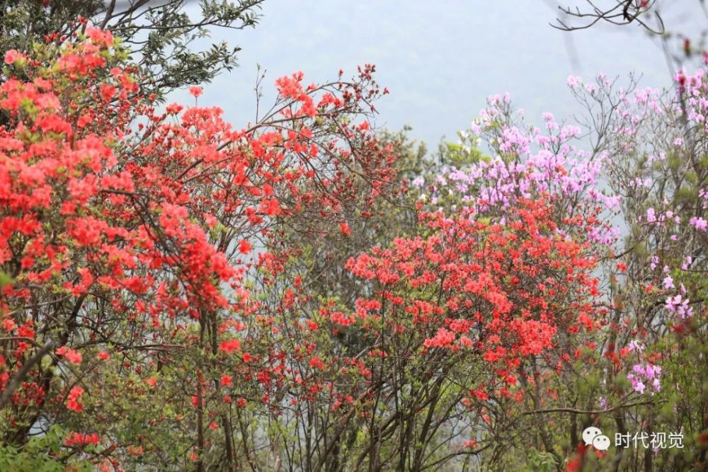 杜鹃泣血映山红