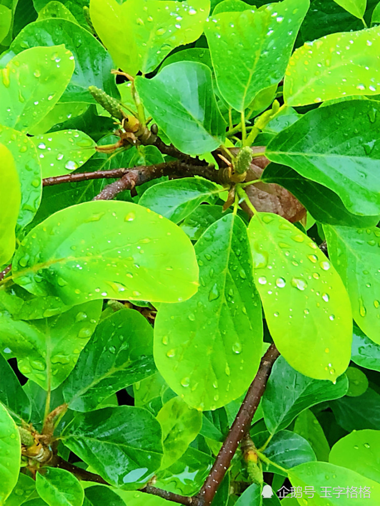 最后一页 谷雨时节,窗外,玉兰花已经成为了初春的故事,玉兰树叶子