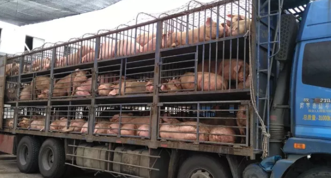 为保障疫情下肉品供应安全,运猪车装gps溯源!
