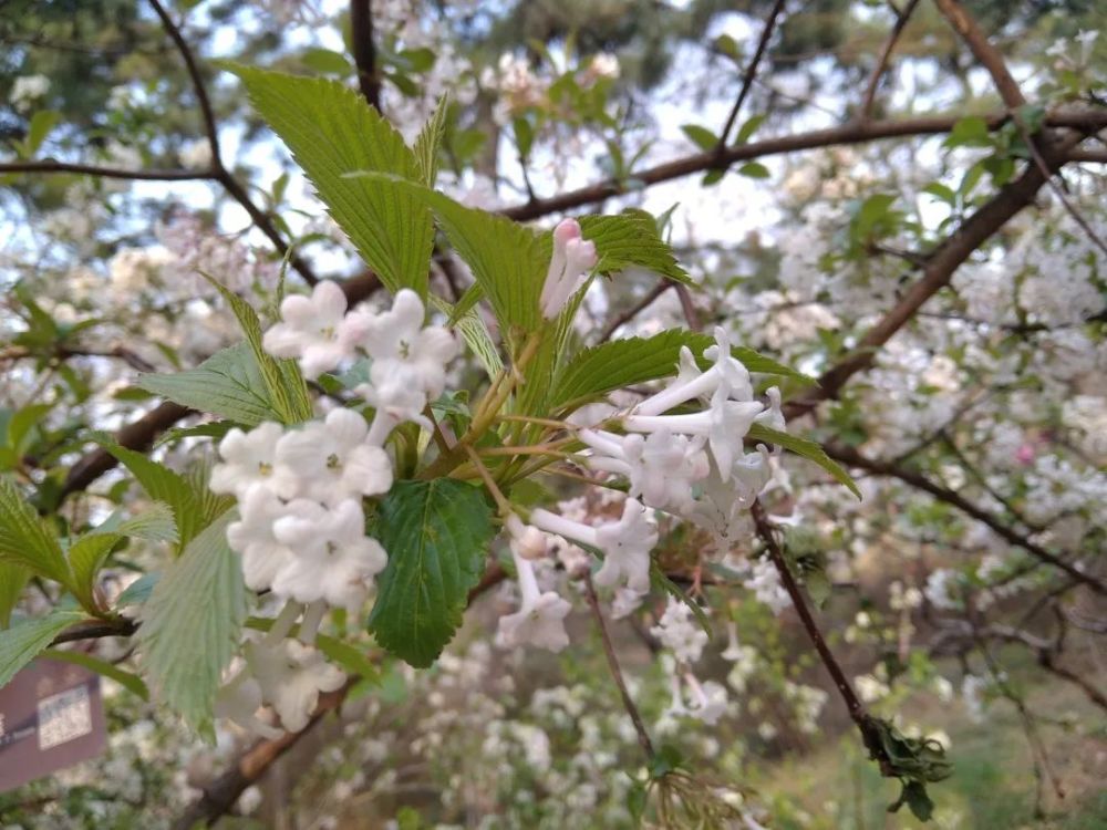 香荚蒾