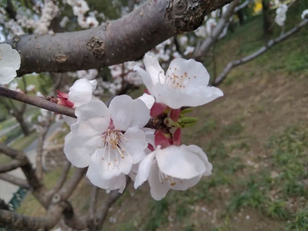 杏花和桃花气味区别较大,杏花的香味很浓,桃花就弱很多.