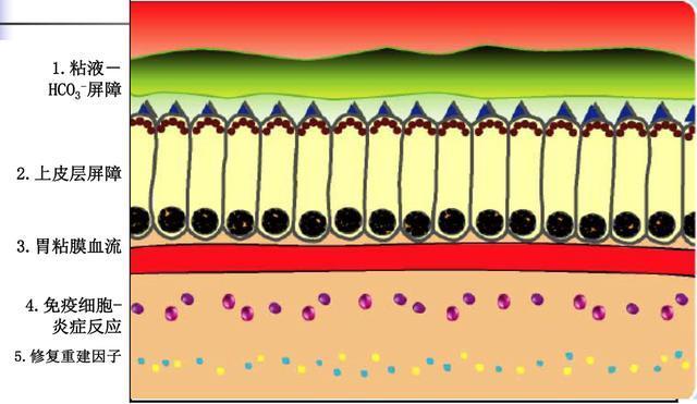 胃黏膜的5层防御结构