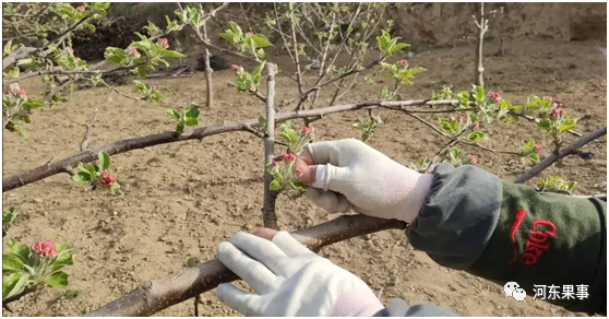 短枝型苹果疏花疏果注意事项,留果总量的控制