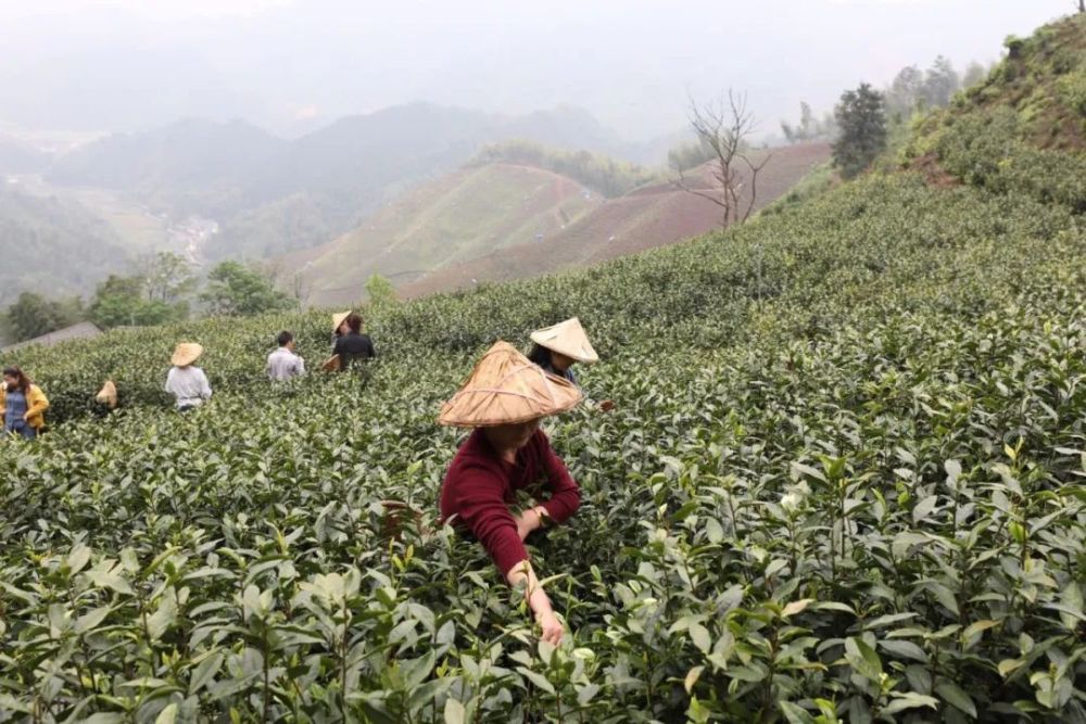 茶农忙采摘,留住雨前的味道(摄影/宁颖)