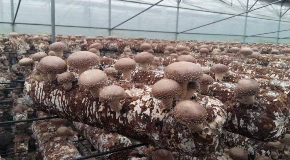 香菇种植及烘干新模式,种植烘干一条龙!