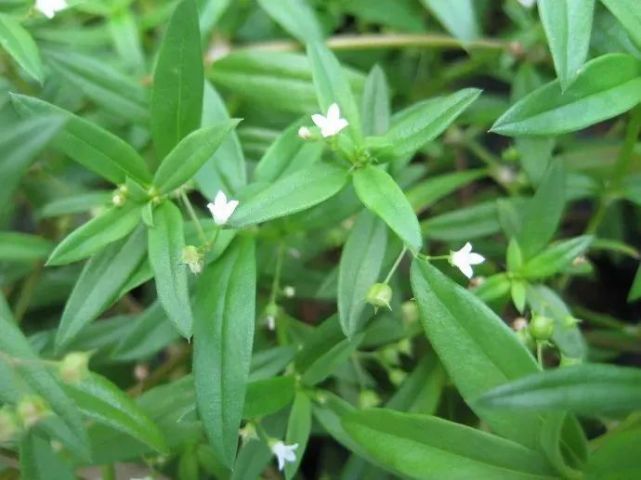 白花蛇舌草性味苦淡,寒.主要功效是清热解毒,消痛散结,利尿除湿.