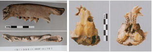 从考古遗址的猫骨鼠骨,看人和猫为何能会发展出一种的