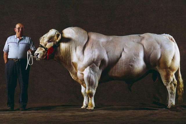 世界上最强壮的牛,满身的肌肉重达3吨,却是杂交而来的!