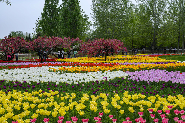 北京:植物园郁金香花海美不胜收