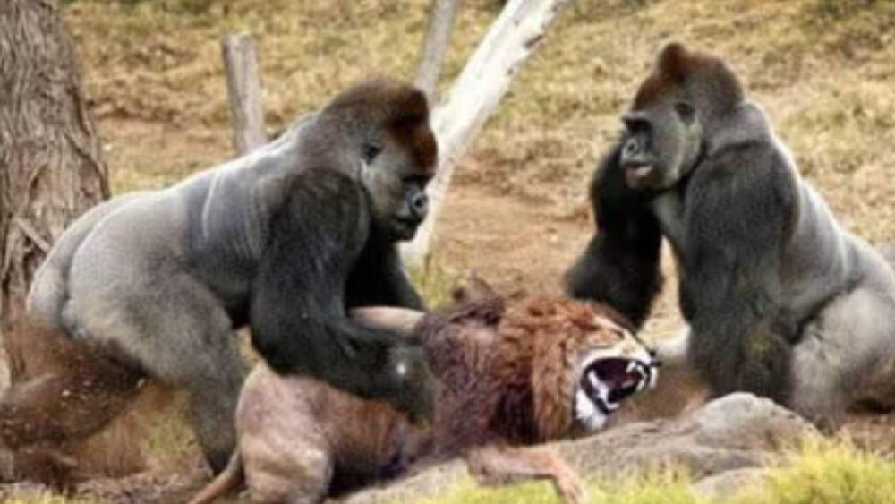银背大猩猩那么厉害,如果它和狮子打一架,谁会获胜?