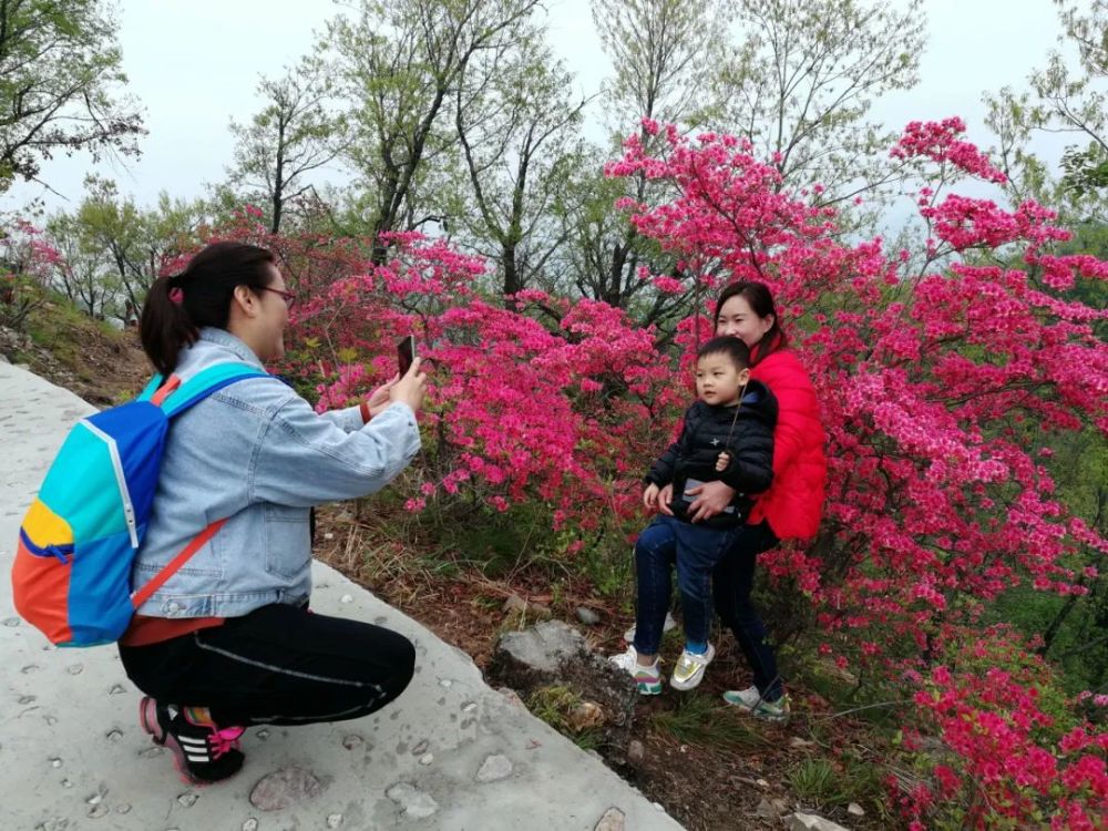 来吧,鲁山县四棵树乡平沟村杜鹃花盛开了