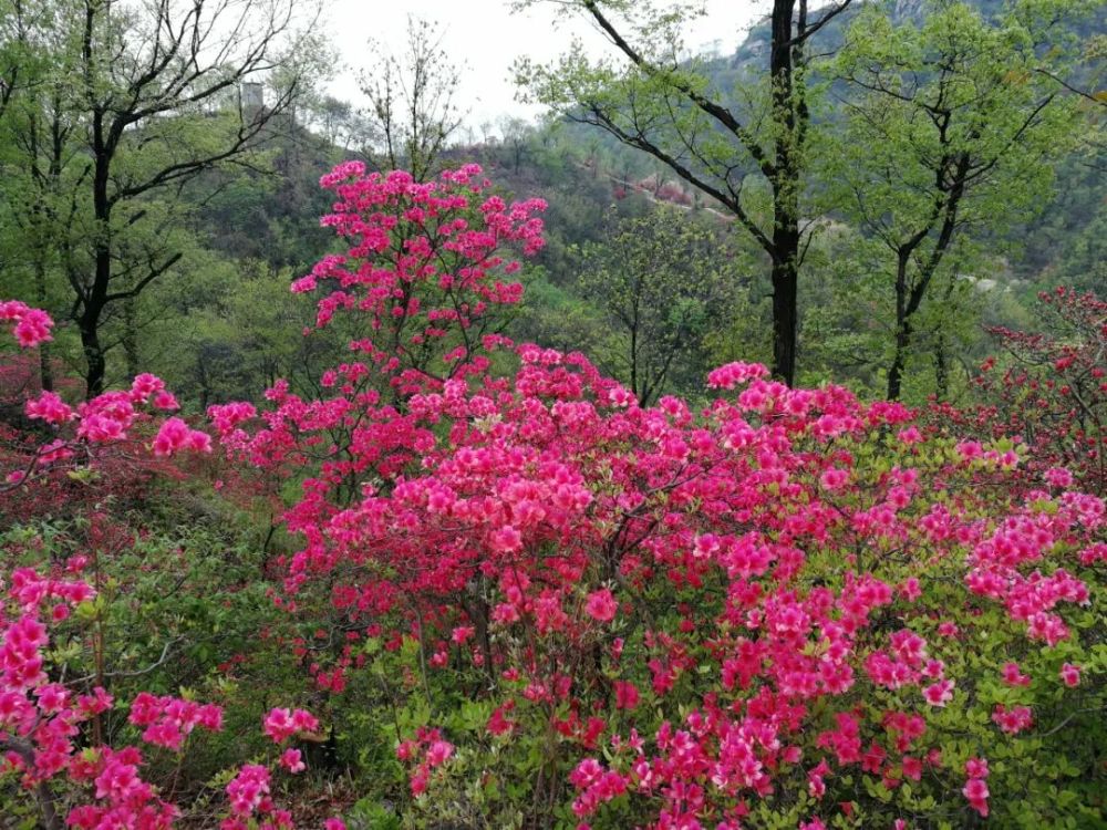 来吧,鲁山县四棵树乡平沟村杜鹃花盛开了