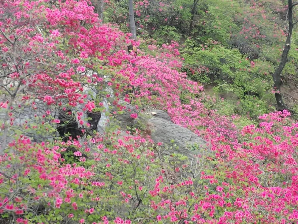 来吧,鲁山县四棵树乡平沟村杜鹃花盛开了