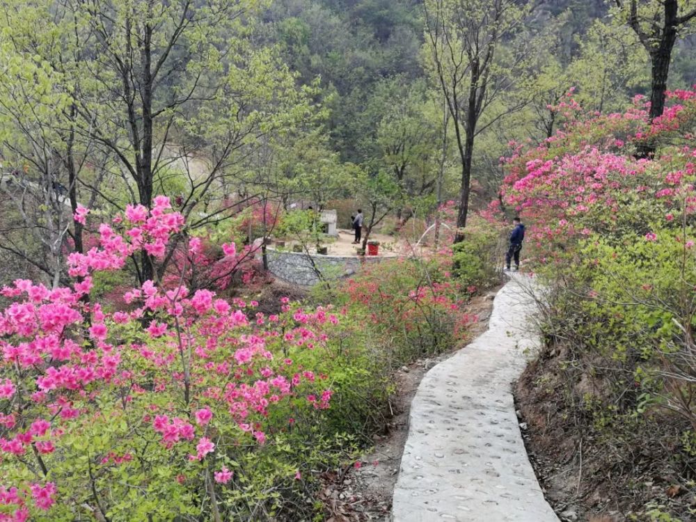 来吧,鲁山县四棵树乡平沟村杜鹃花盛开了