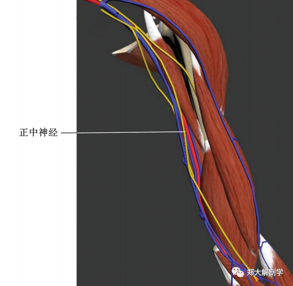 神经后,在肱动脉外侧,浅层方向,平行于分隔肱三头肌与前臂屈肌(例如肱