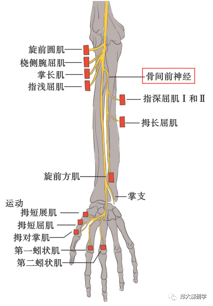 起自内,外侧束, 前臂前群分布:桡侧腕屈肌,旋前圆肌,掌长肌,指浅屈肌