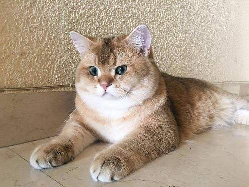 尖嘴猴腮的猫是什么品种