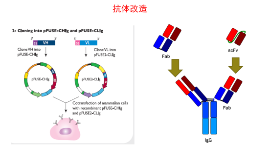 rna,反转录合成 cdna,用直接 pcr 及半巢式 pcr 扩增人抗体重链(vh)及