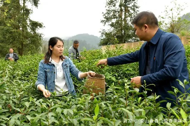 泰顺茶叶逆市飘红,截止销售额达2.8亿元