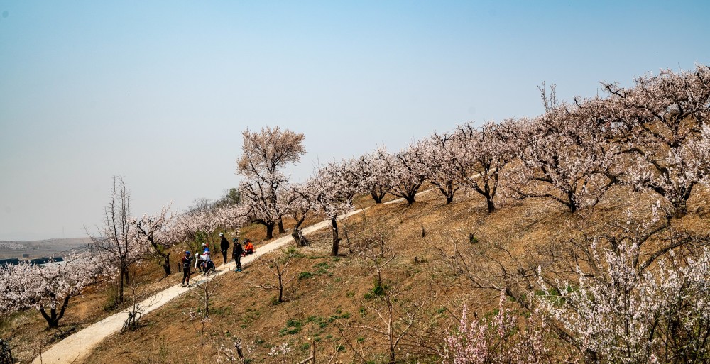 2020年4月18日,又是一个周末,沈阳市浑南新区祝家镇沙地沟村的杏花漫